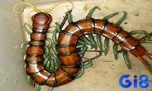 Mơ thấy con rết đánh số mấy để ăn đậmi? Nằm mơ thấy rết ghi ngay cặp lẻ: 03 – 61