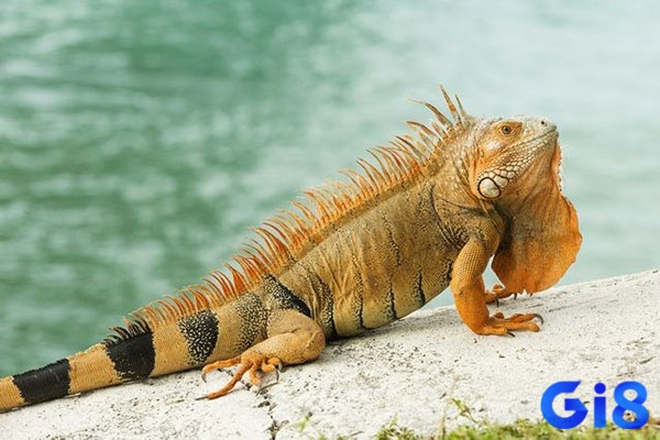 Mơ thấy kỳ nhông có giải mã tùy thuộc vào bối cảnh mơ