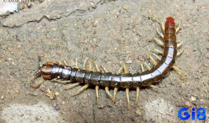 Giấc mơ thấy con rết chết thường mang điềm báo tiêu cực cho tương lai