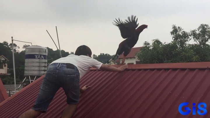 Giải mã khi nằm mơ thấy bắt gà để nắm được dự báo tương lai