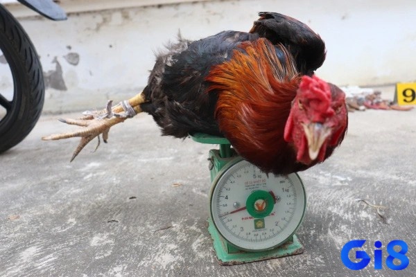 Chiêm bao có cả dự báo lành và dữ cho chủ mơ