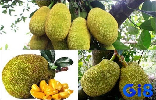 Giấc mơ thấy cây mít có rất nhiều quả là một điềm báo tốt và công việc suôn sẻ