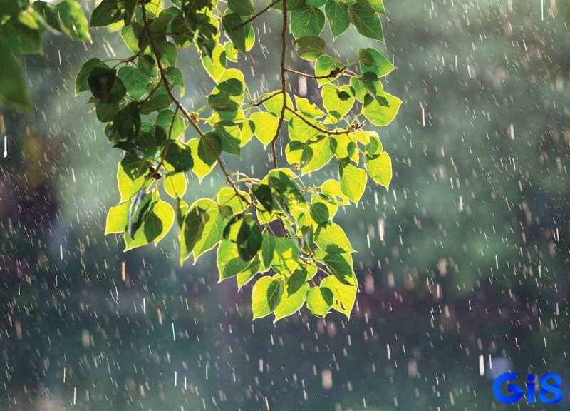 Nằm mơ thấy trời mưa đánh số mấy - Con số đề tùy vào bối cảnh mơ