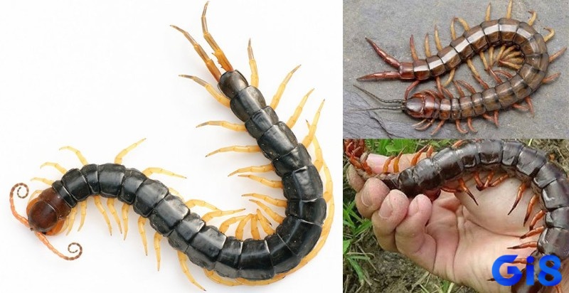 Số đề con rết số mấy - Bộ số đề liên quan nên thử