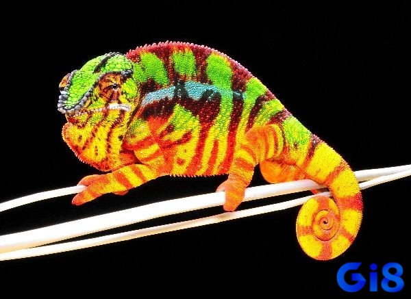 Tắc kè đánh số mấy - Chủ mơ nắm rõ điềm báo để ứng phó với tương lai