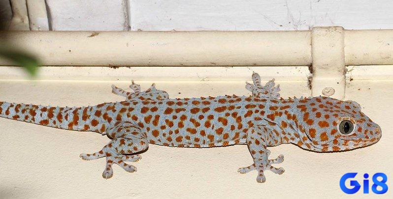 Tắc kè đánh số mấy - Chiêm bao có ý nghĩa nhắc nhở về những chuyện trong tương lai