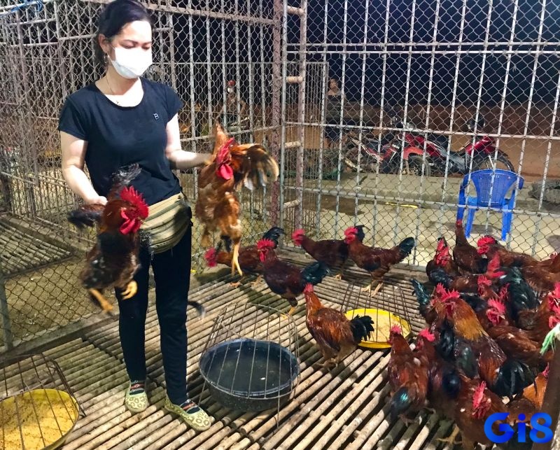 Mơ bắt được gà đánh con gì - Giải mã giúp có được dự báo chiêm bao