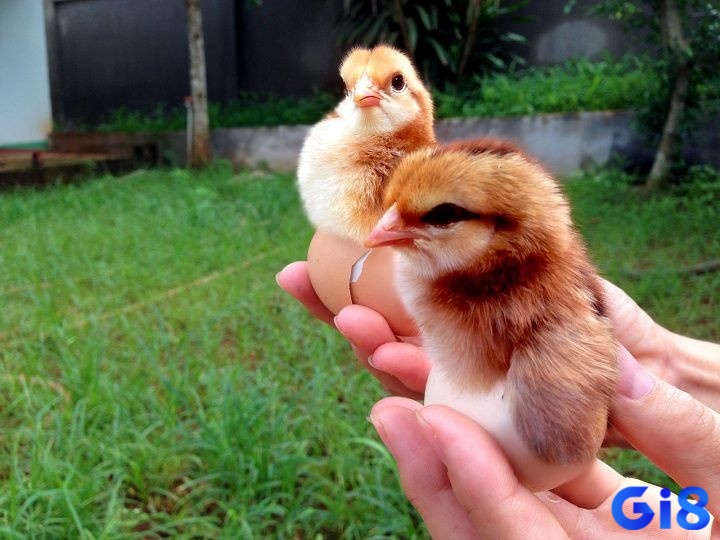 Mơ bắt được gà đánh con gì - Dựa vào tình tiết mơ để mở khóa bí ẩn