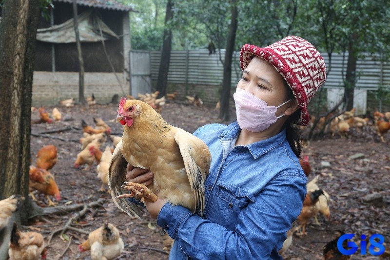 Mơ bắt được gà đánh con gì tùy vào bối cảnh xảy ra trong mơ