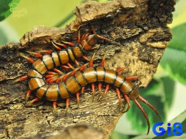 Giấc mơ mơ thấy rết bò lại phía mình cho thấy những thách thức và cơ hội đang đến
