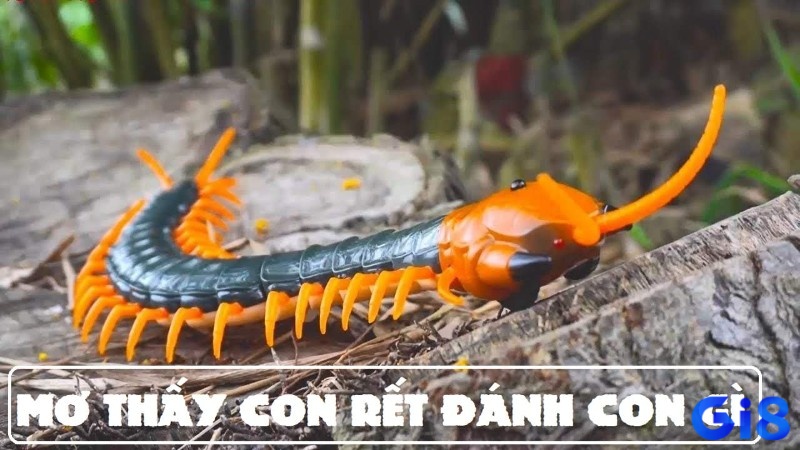 Thấy rết đánh con gì - Bộ số đề may mắn nên thử