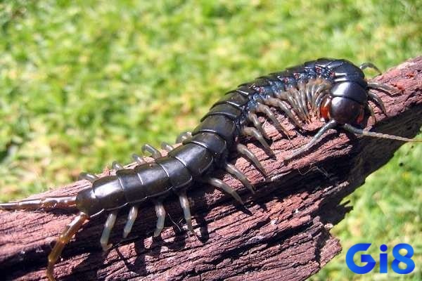 Thấy rết đánh con gì - Ghi nhớ bối cảnh để có con số chuẩn xác