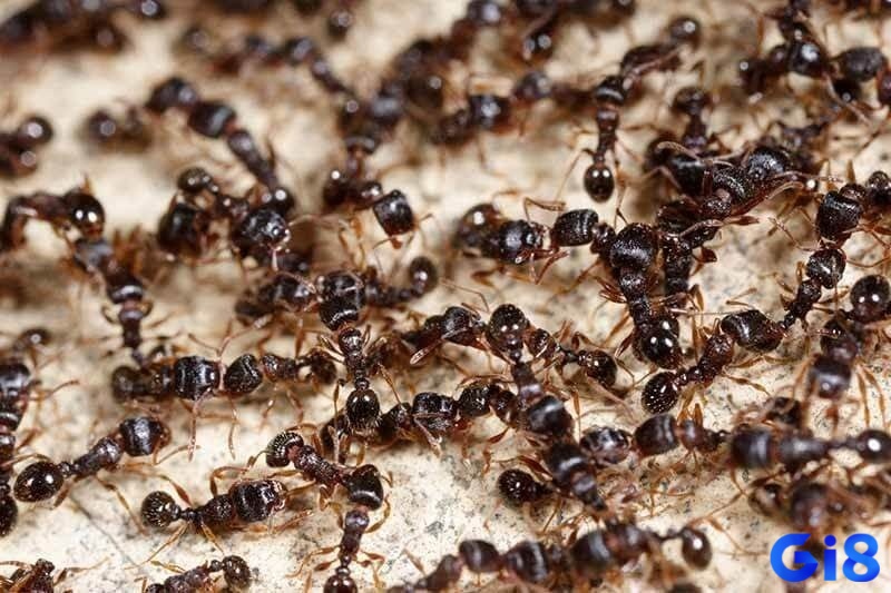 Mơ thấy kiến và con số giúp ăn tiền trong lô đề