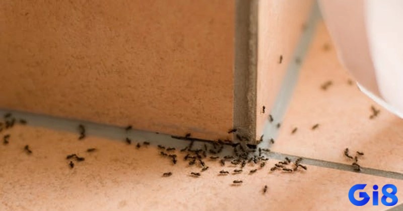 Chiêm bao giúp chủ mơ có sự chuẩn bị tốt hơn cho tương lai