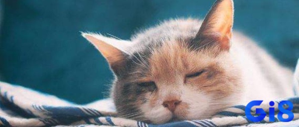 Mơ thấy mèo chết là mèo nhà mình nuôi bao lâu bị chết chính là điềm báo không tốt về sức khỏe