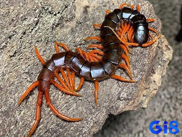 Con rết số bao nhiều - Điềm báo giấc mơ phong phú và thú vị