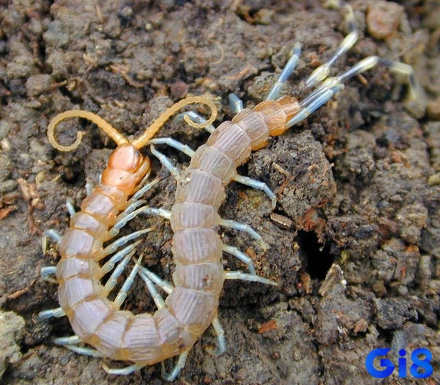 Rết số mấy - Giải mã giấc mơ giúp chủ mộng tiên đoán tương lai