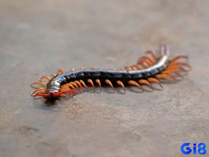 Số đề con rết tương ứng với từng tình tiết trong mơ