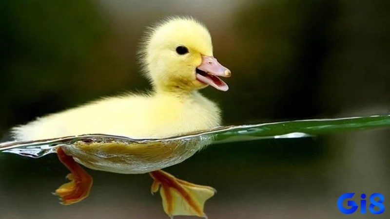 Hiện tượng mơ thấy vịt là điềm tốt hay xấu tùy ngữ cảnh