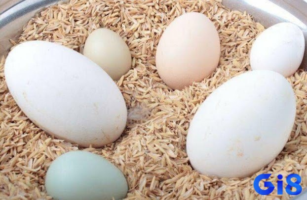 Giải mã giấc mơ thấy trứng đánh đề con gì phân tích theo tình huống cụ thể