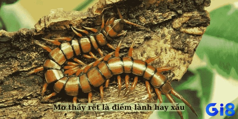 Mơ thấy con rết là dự báo xui hay may còn dựa trên tình tiết mơ