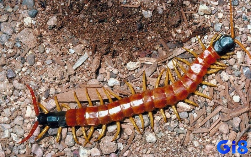 Con ret so may để cho gia chủ có cơ hội phát tài?