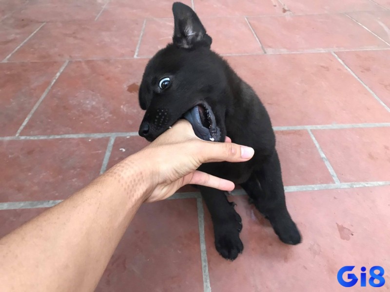 Điềm báo tốt xấu tùy thuộc vào ngữ cảnh