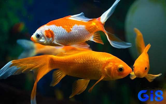 Giải mã giấc mơ thấy cá chép theo từng ngữ cảnh