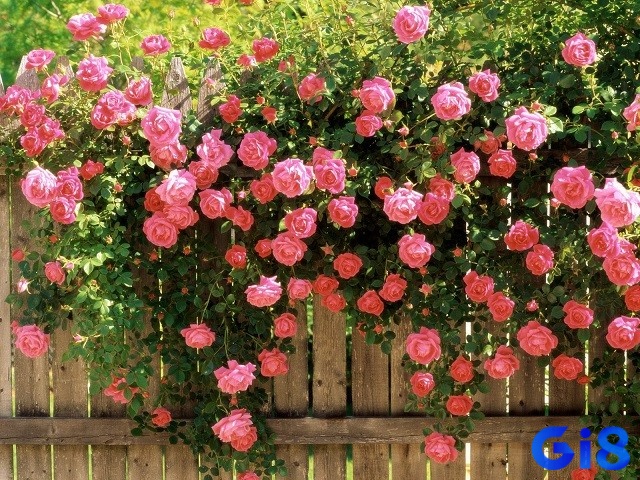 Bạn có khả năng trúng đậm lô đề khi mơ thấy hoa hồng