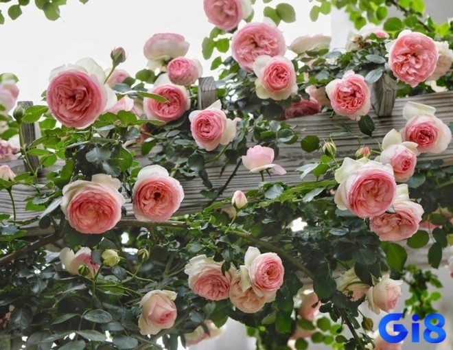 Giải mã giấc mơ thấy hoa hồng để dự đoán tương lai