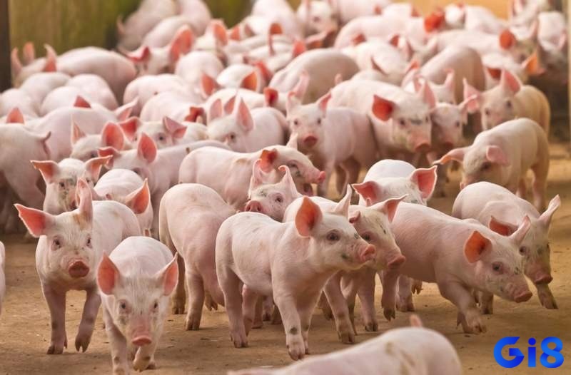 Giải mã giấc mơ thấy lợn theo từng hoàn cảnh chiêm bao