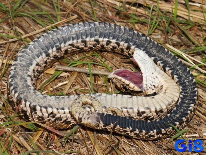 Giấc mơ thấy rắn chết do chính bạn tiêu diệt là dấu hiệu của sự chiến thắng trước khó khăn và thách thức