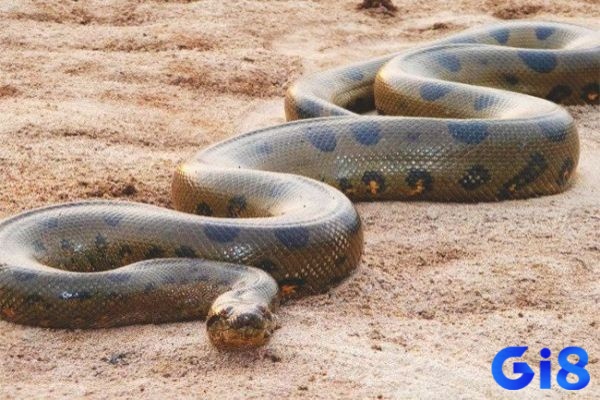 Giấc mơ nhìn thấy rắn khổng lồ thể hiện cho những áp lực đang đè nặng lên vai bạn