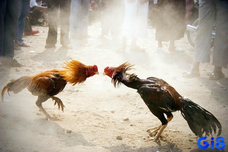 Mỗi vùng có lối đá riêng biệt, từ gà nạp tấn công, đến gà né thông minh, tạo nên bản sắc đá gà Việt
