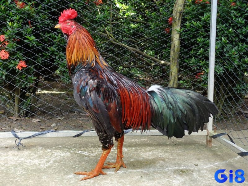 Gà có tinh thần máu lửa, không sợ đòn, vẫn chiến đấu dù bị thương là hình ảnh của chiến kê bất khuất