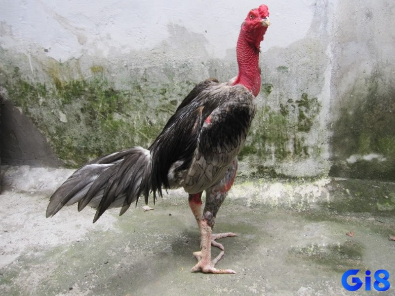 Gà từng chinh chiến nhiều đấu trường giữ tâm lý vững vàng, tự tin và thi đấu hiệu quả hơn gà non kinh nghiệm