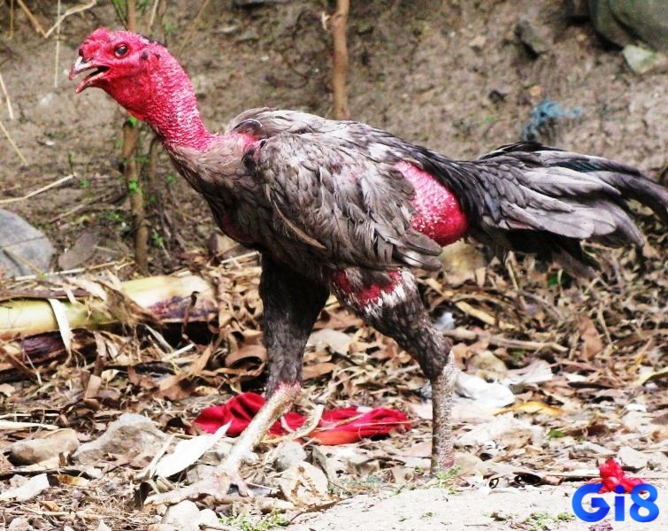 Nghệ thuật cách chọn kèo đá gà, là sự kết hợp giữa kiến thức, kinh nghiệm và cảm quan tinh tế của người chơi lâu năm