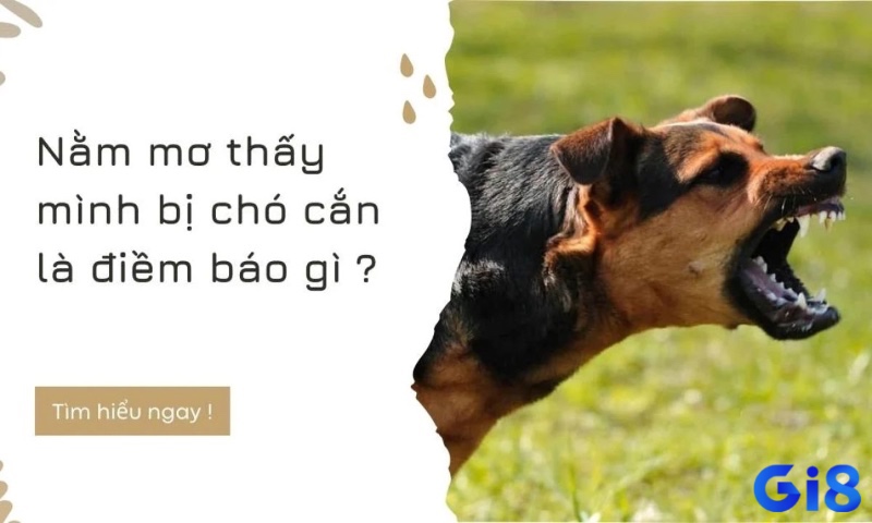 Giấc mơ thấy chó cắn đánh lô đề con gì được nhìn nhận vừa từ khía cạnh tâm linh, vừa từ góc độ khoa học.