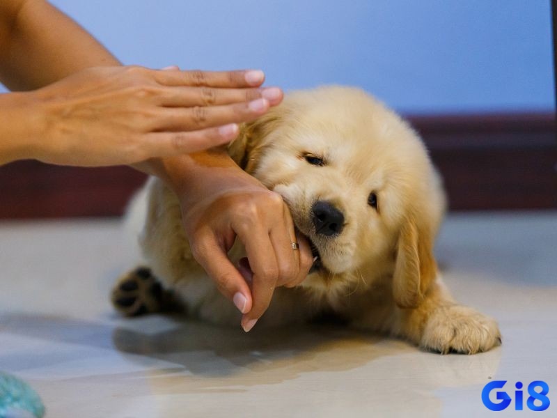 Mơ thấy chó con cắn nhắc bạn nên chú ý cả tới điều nhỏ nhặt