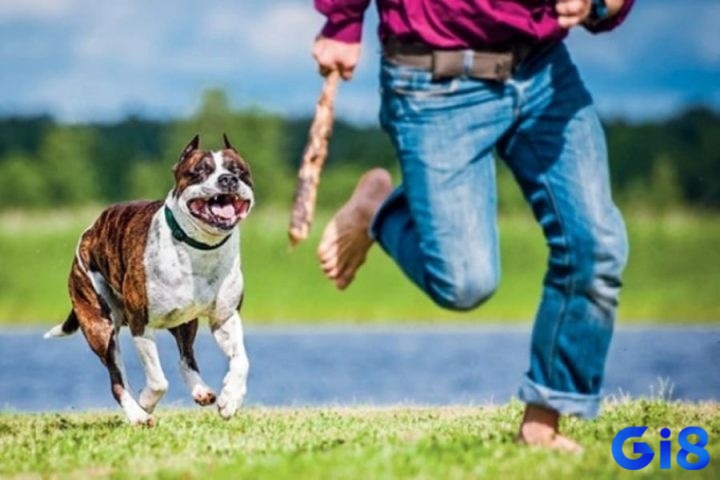 Nằm mơ bị đàn chó đuổi cắn khuyên bạn nên đối mặt với khó khăn