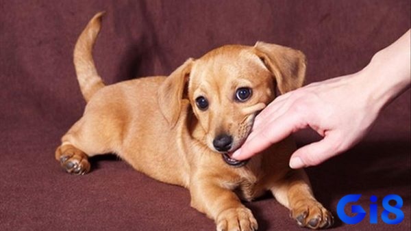 Mơ thấy chó vàng cắn ám chỉ sự kiên định sẽ có được thành công