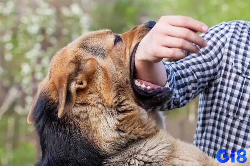 Giải mã giấc mơ chó cắn cung cấp cho bạn bộ số đề may mắn