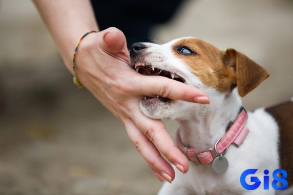 Chó cắn biểu tượng cho sự xung đột và áp lực trong cuộc sống