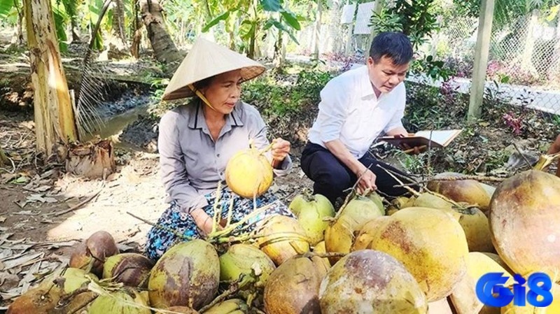 Giấc mơ thấy mua quả dừa báo hiệu kinh doanh khởi sắc