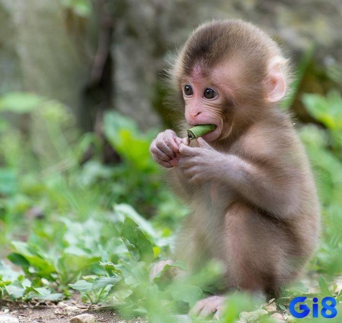 Chiêm bao thấy khỉ con báo hiệu về cuộc sống ngập tràn niềm vui