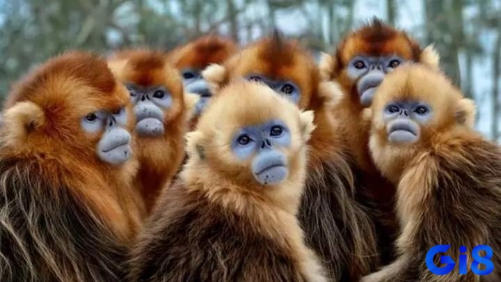Ngủ mộng thấy bầy khỉ báo hiệu về cuộc sống rắc rối sắp tới