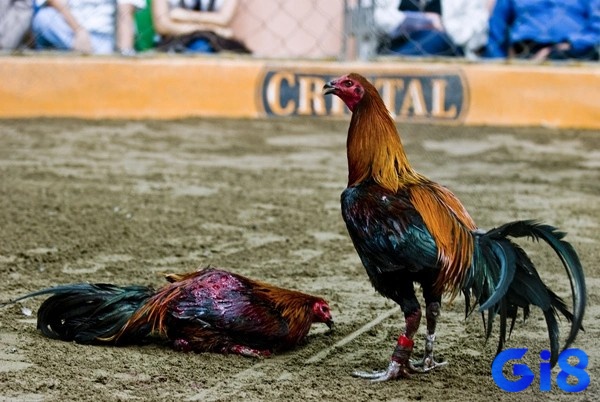 Quan sát thể lực cùng lối chơi của chiến kê sẽ giúp bạn đưa ra nhận định và đặt cược chính xác hơn