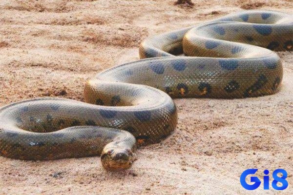 Giấc mơ thấy rắn khổng lồ có nhiều ý nghĩa về những cảm xúc và khó khăn cần vượt qua